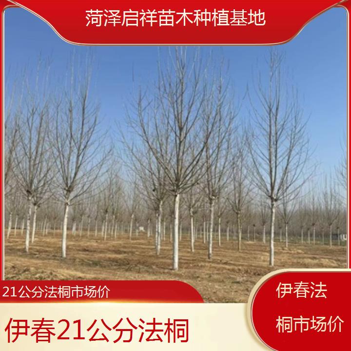 伊春21公分法桐市场价-2025价格一览表