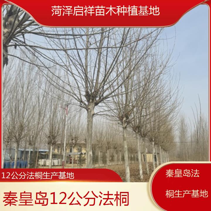 秦皇岛12公分法桐生产基地-2025价格一览表