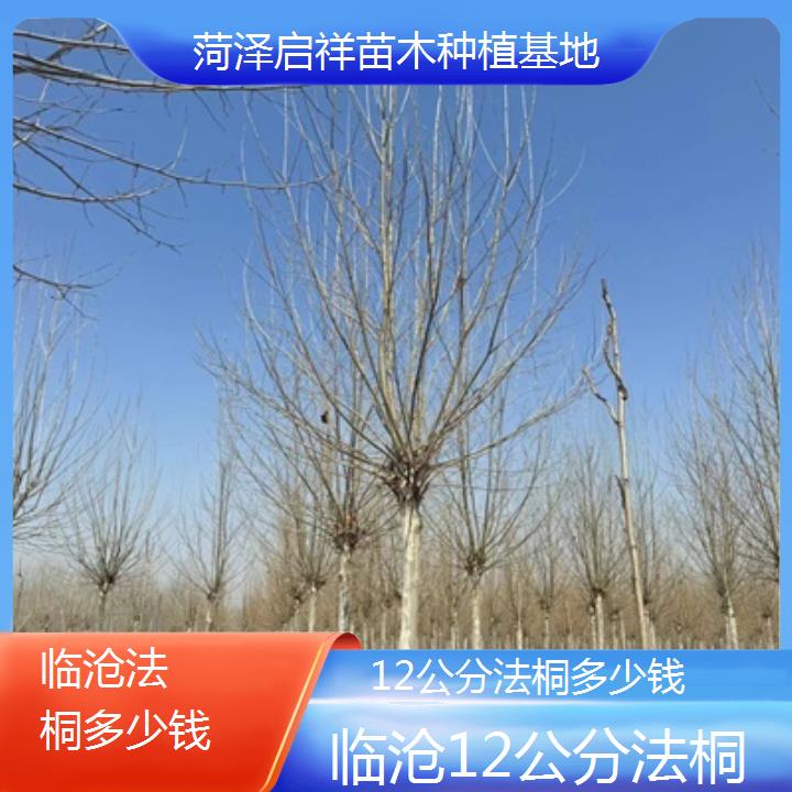 临沧12公分法桐多少钱-2025价格一览表