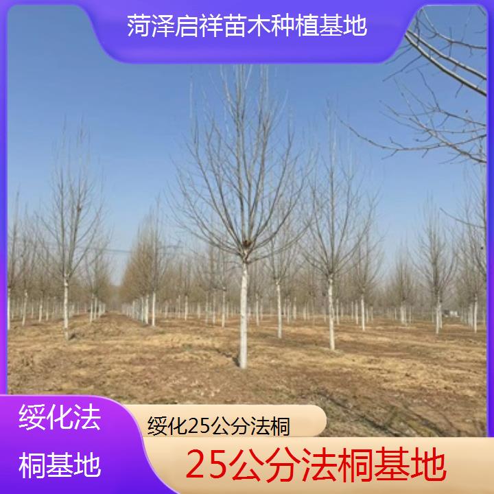 绥化25公分法桐基地-2025价格一览表