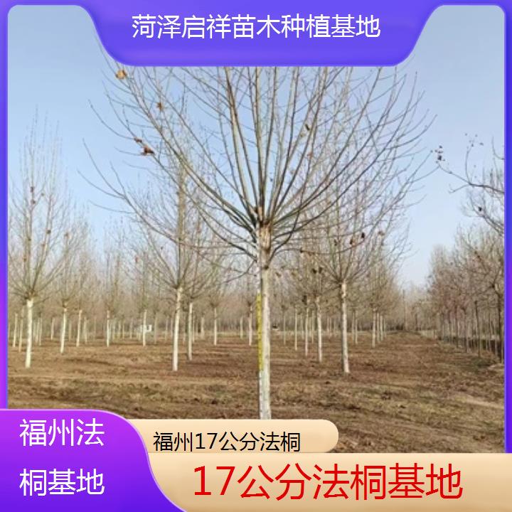 福州17公分法桐基地-2025价格一览表