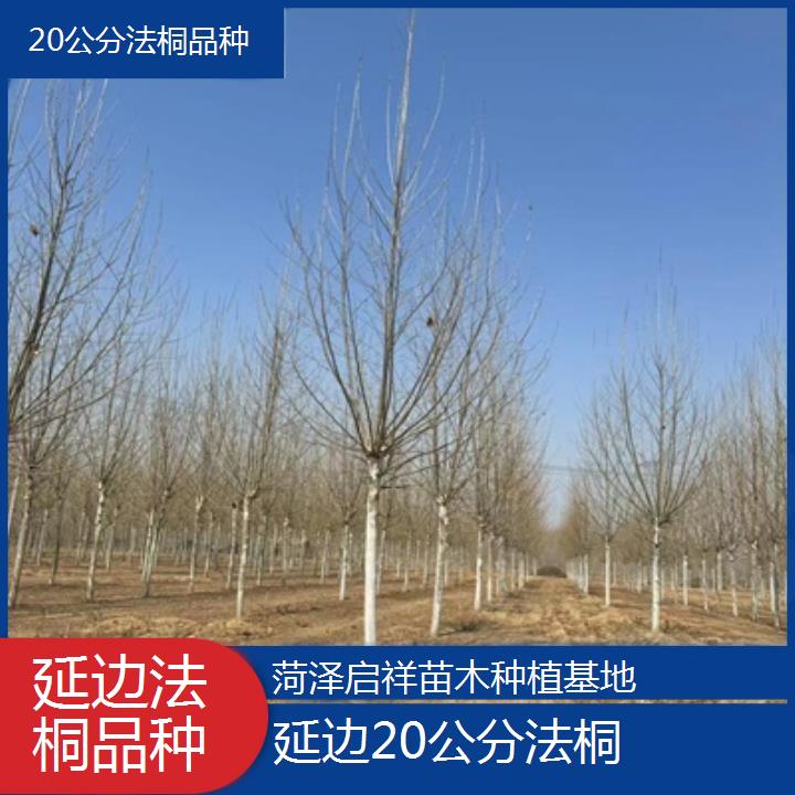 延边20公分法桐品种-2025价格一览表