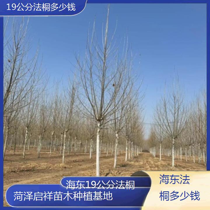 海东19公分法桐多少钱-2025价格一览表