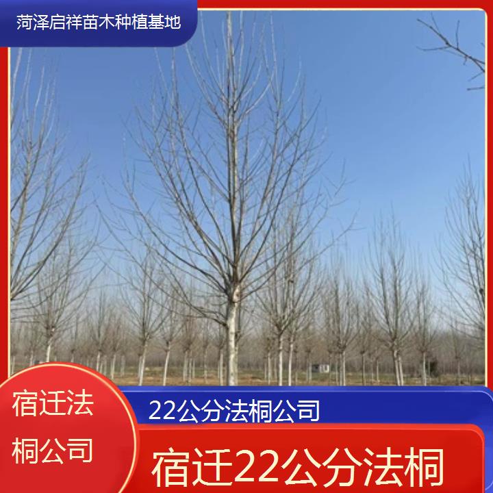 宿迁22公分法桐公司-2025价格一览表