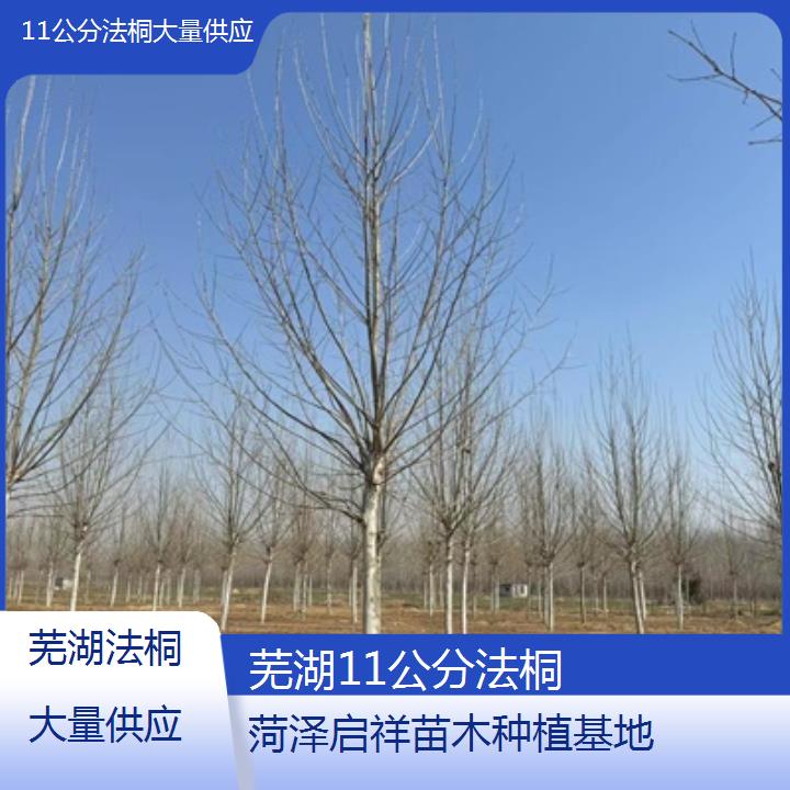 芜湖11公分法桐大量供应-2025价格一览表