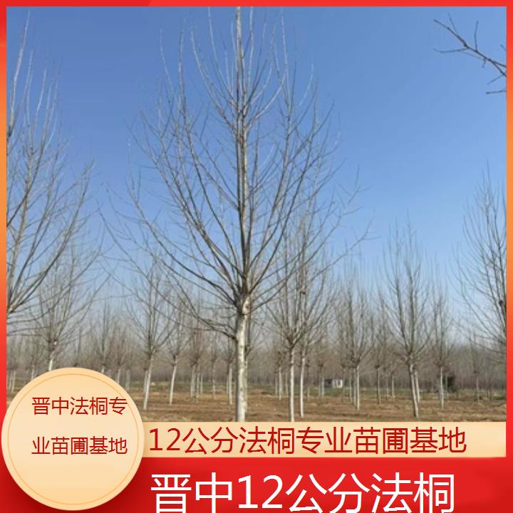 晋中12公分法桐专业苗圃基地-2025价格一览表