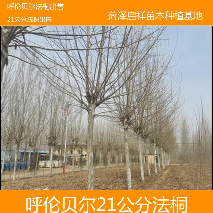 呼伦贝尔21公分法桐出售-2025价格一览表