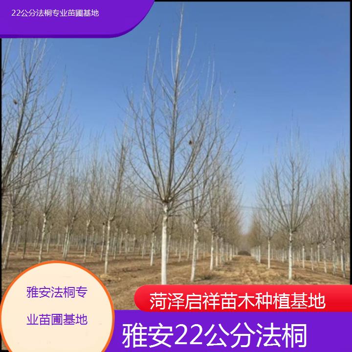 雅安22公分法桐专业苗圃基地-2025价格一览表