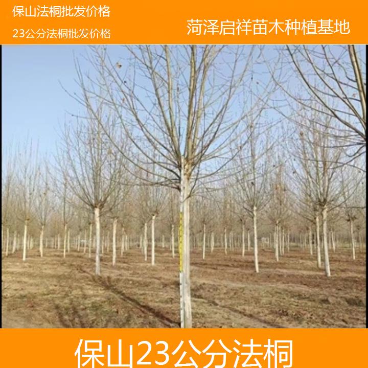 保山23公分法桐批发价格-2025价格一览表