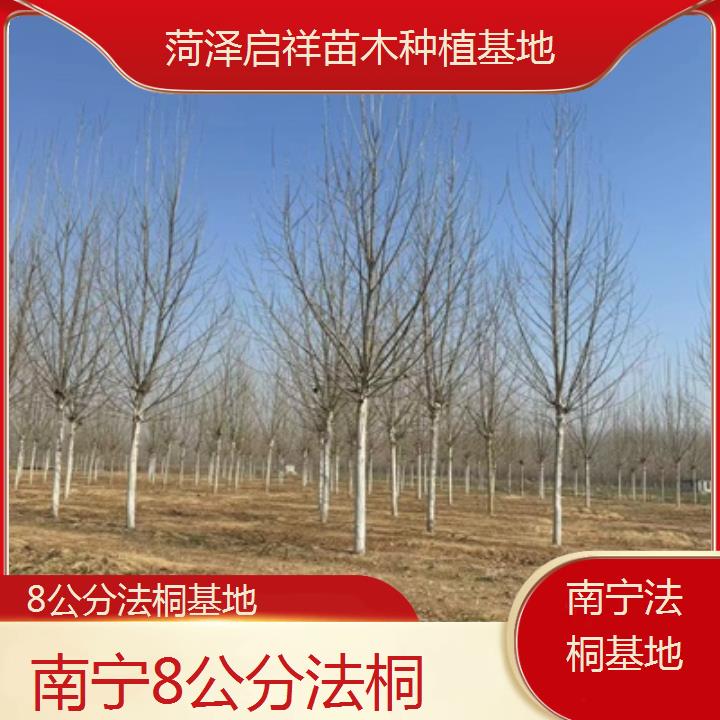 南宁8公分法桐基地-2025价格一览表