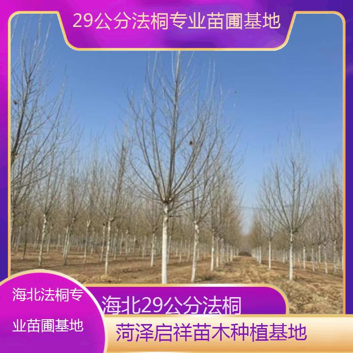 海北29公分法桐专业苗圃基地-2025价格一览表