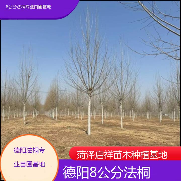 德阳8公分法桐专业苗圃基地-2025价格一览表