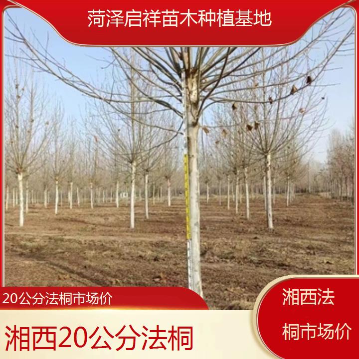 湘西20公分法桐市场价-2025价格一览表