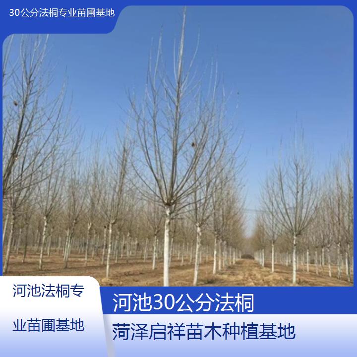 河池30公分法桐专业苗圃基地-2025价格一览表