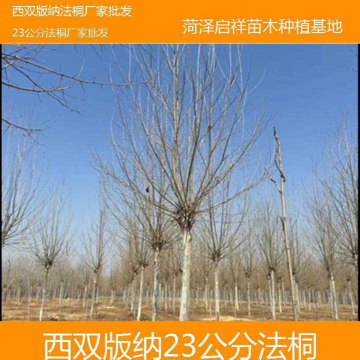 西双版纳23公分法桐厂家批发-2025价格一览表