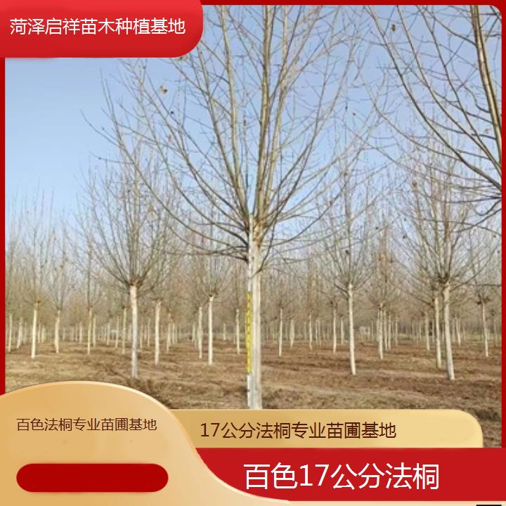 百色17公分法桐专业苗圃基地-2025价格一览表