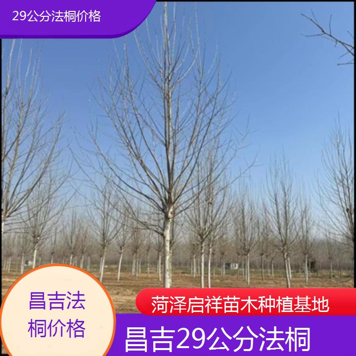 昌吉29公分法桐价格-2025价格一览表