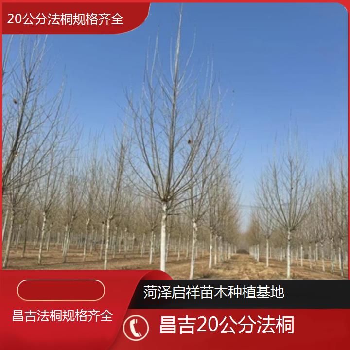 昌吉20公分法桐规格齐全-2025价格一览表