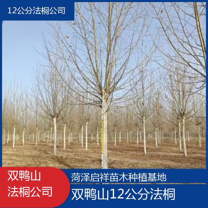 双鸭山12公分法桐公司-2025价格一览表