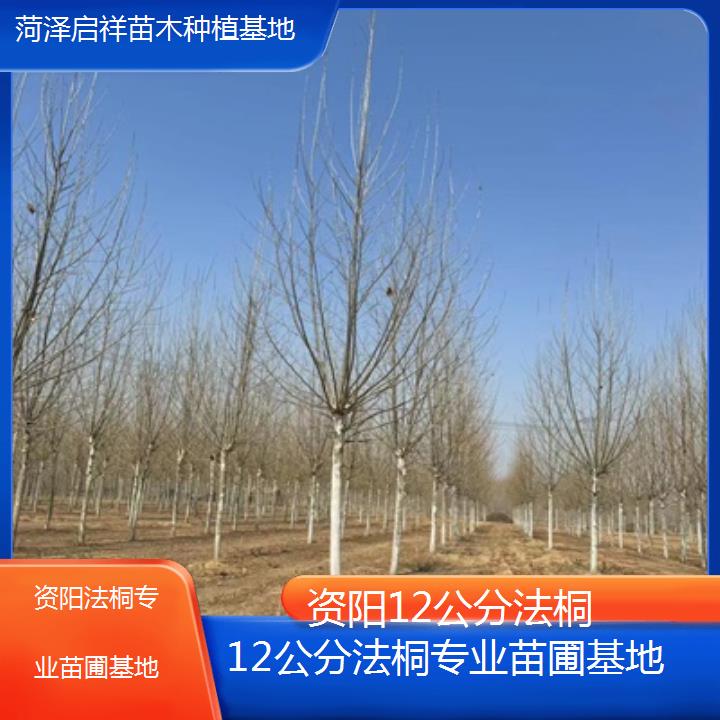 资阳12公分法桐专业苗圃基地-2025价格一览表