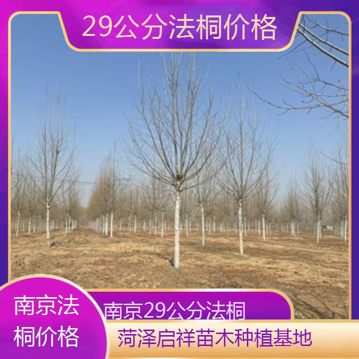 南京29公分法桐价格-2025价格一览表