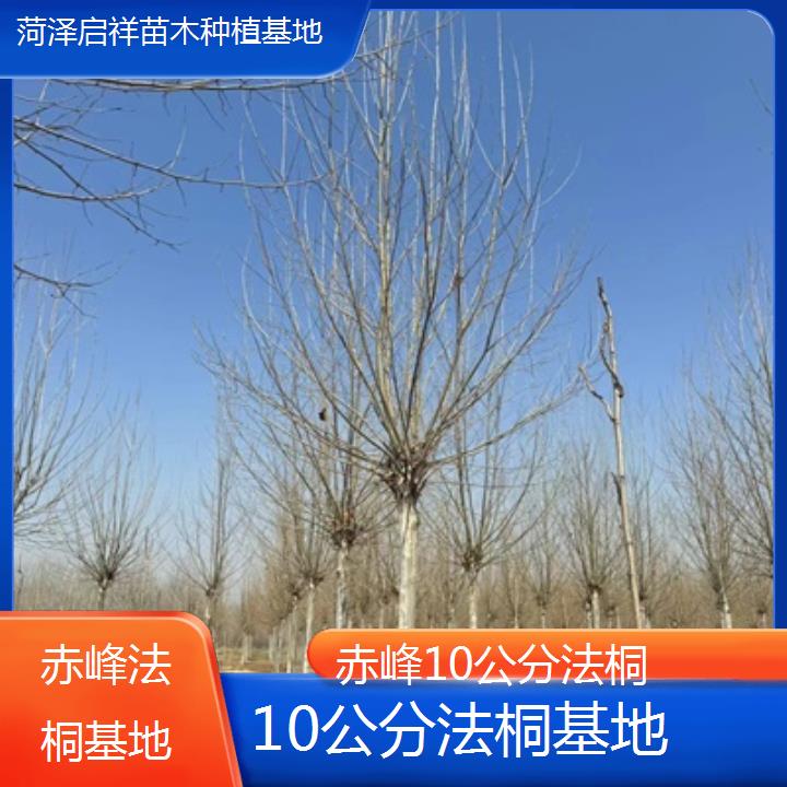 赤峰10公分法桐基地-2025价格一览表