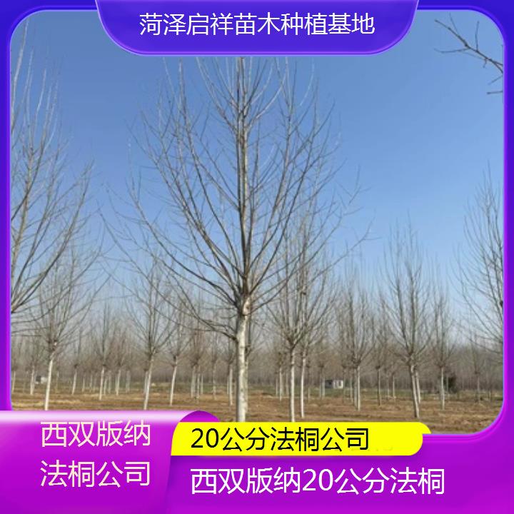 西双版纳20公分法桐公司-2025价格一览表