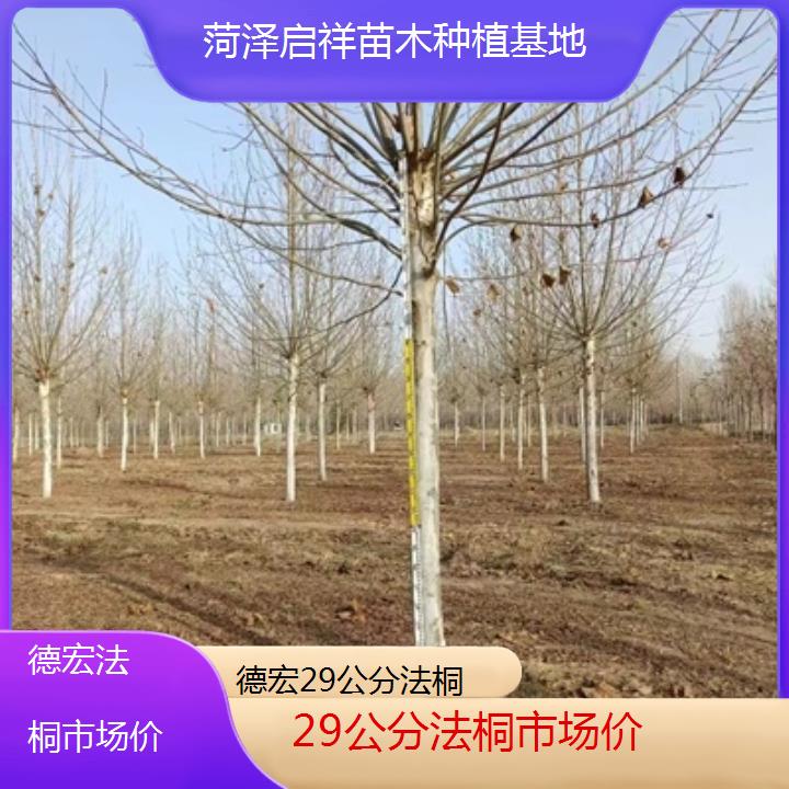 德宏29公分法桐市场价-2025价格一览表