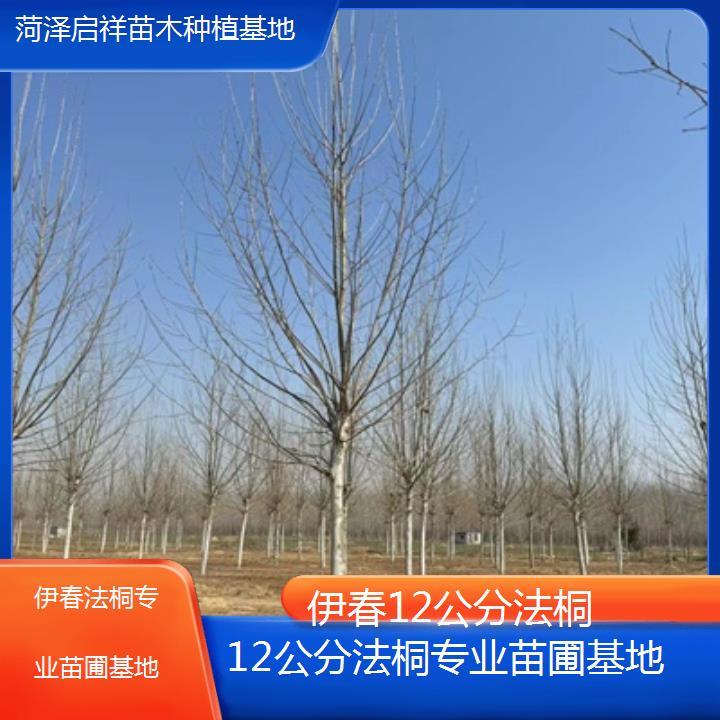 伊春12公分法桐专业苗圃基地-2025价格一览表