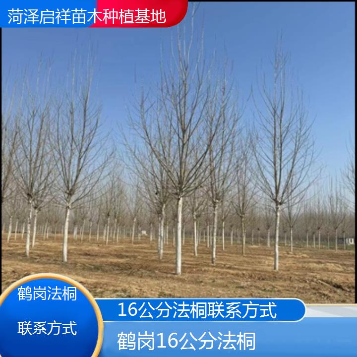 鹤岗16公分法桐联系方式-2025价格一览表