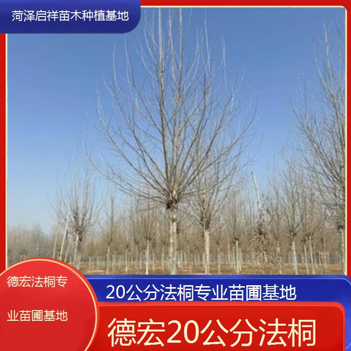 德宏20公分法桐专业苗圃基地-2025价格一览表