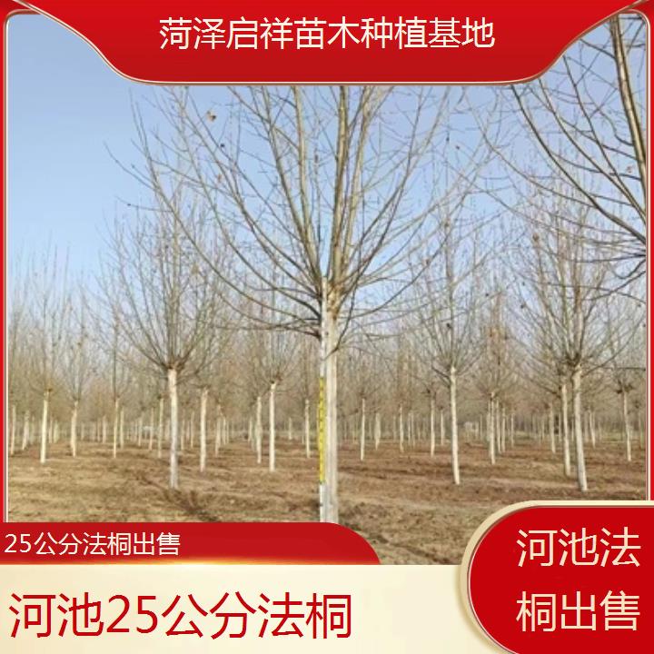 河池25公分法桐出售-2025价格一览表