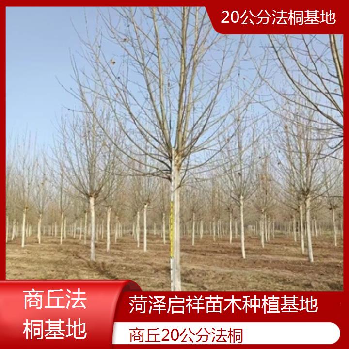 商丘20公分法桐基地-2025价格一览表