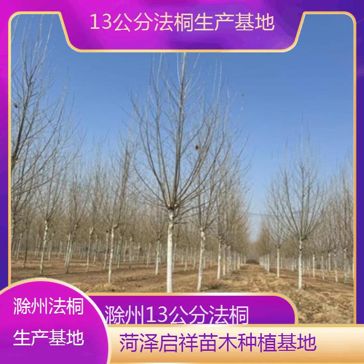 滁州13公分法桐生产基地-2025价格一览表