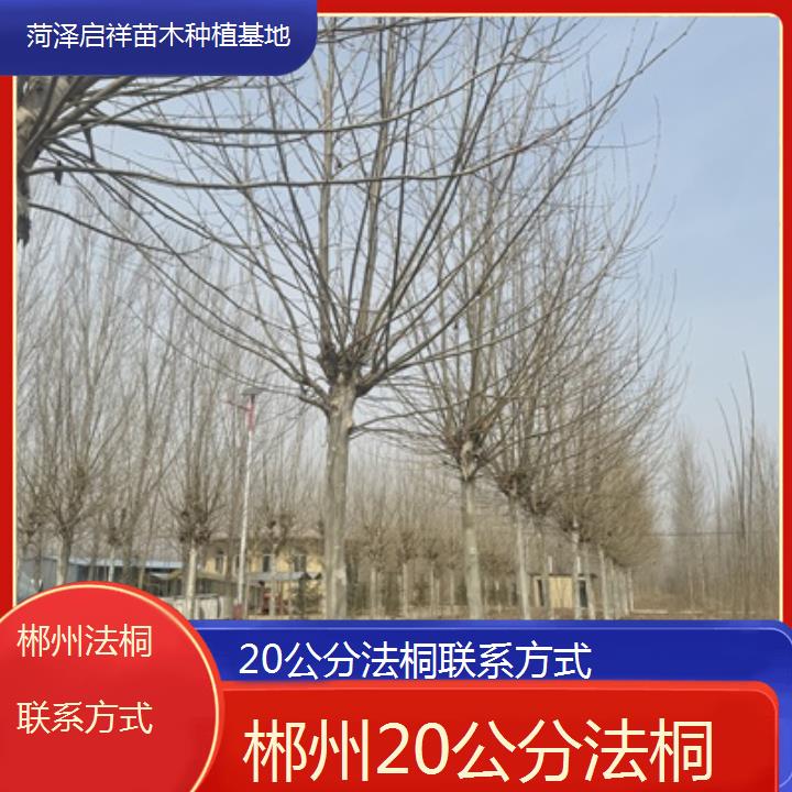 郴州20公分法桐联系方式-2025价格一览表