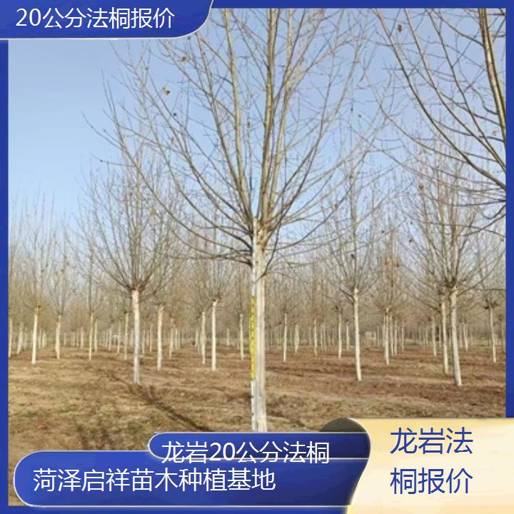 龙岩20公分法桐报价-2025价格一览表