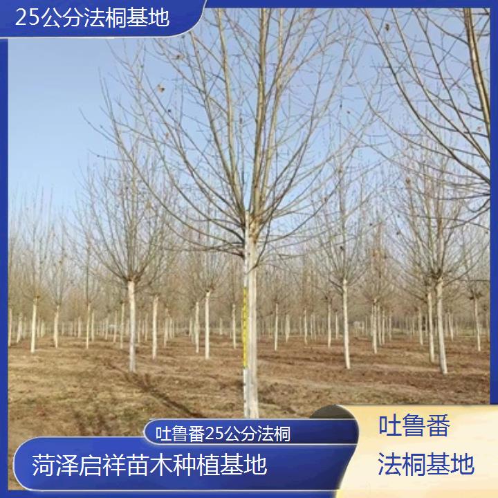 吐鲁番25公分法桐基地-2025价格一览表