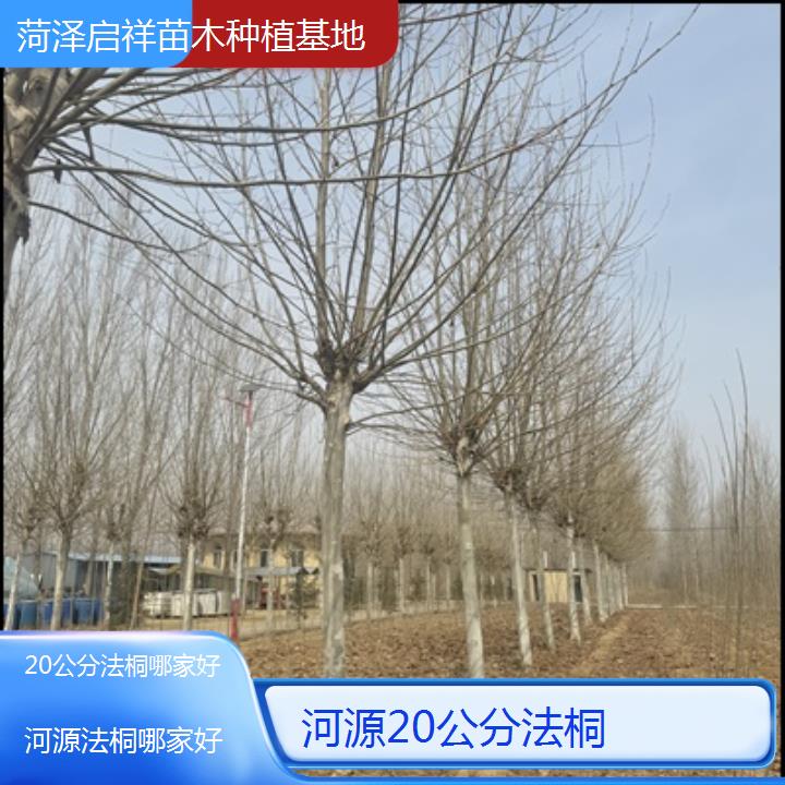 河源20公分法桐哪家好-2025价格一览表