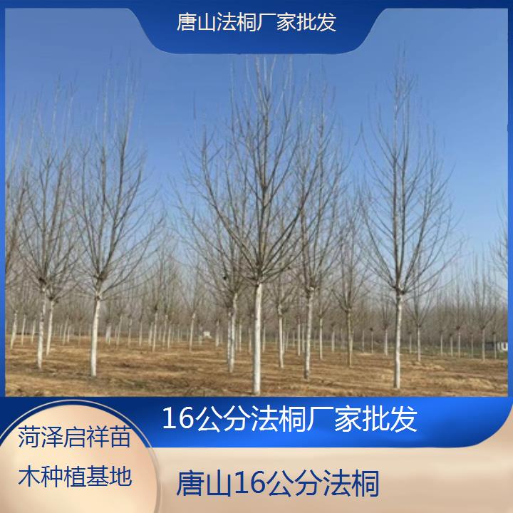 唐山16公分法桐厂家批发-2025价格一览表