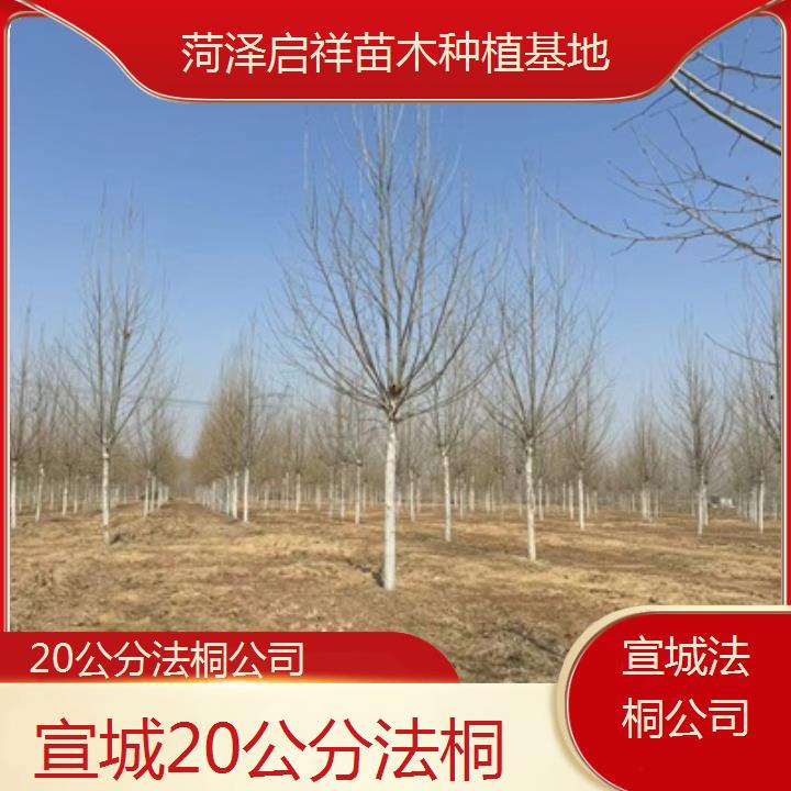 宣城20公分法桐公司-2025价格一览表