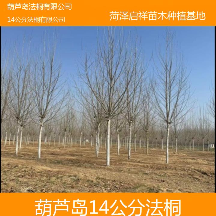 葫芦岛14公分法桐有限公司-2025价格一览表