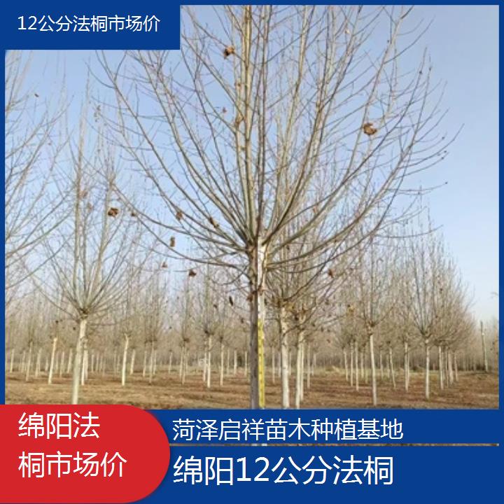 绵阳12公分法桐市场价-2025价格一览表