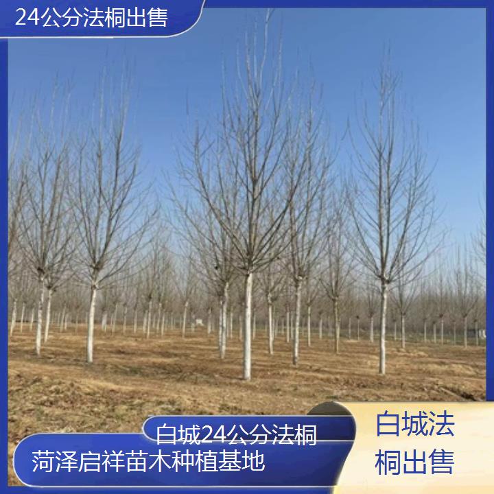 白城24公分法桐出售-2025价格一览表