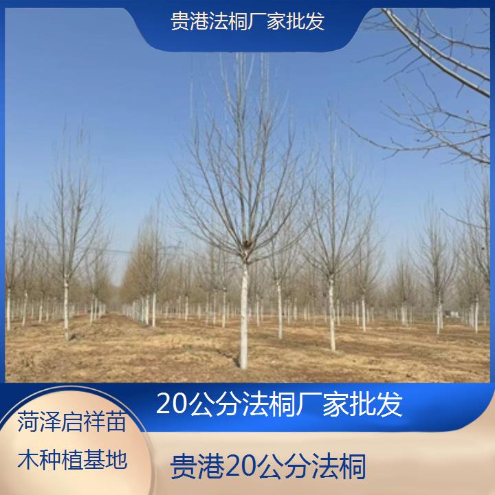 贵港20公分法桐厂家批发-2025价格一览表