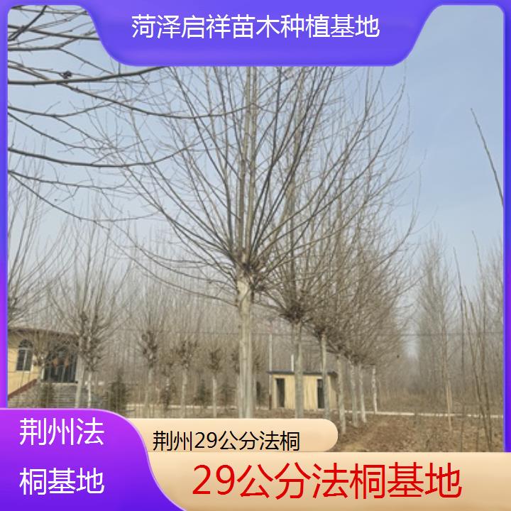 荆州29公分法桐基地-2025价格一览表