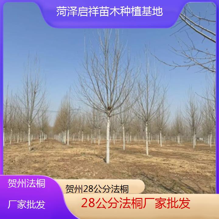 贺州28公分法桐厂家批发-2025价格一览表