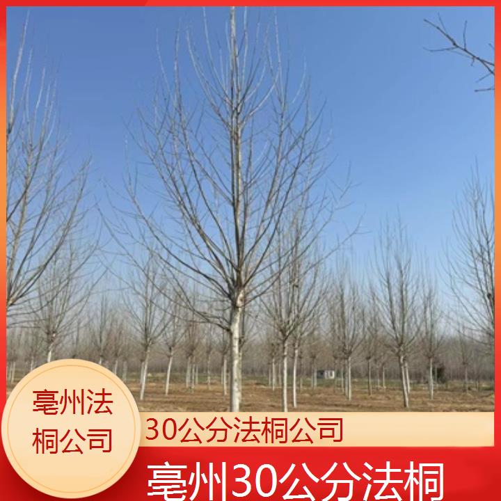 亳州30公分法桐公司-2025价格一览表