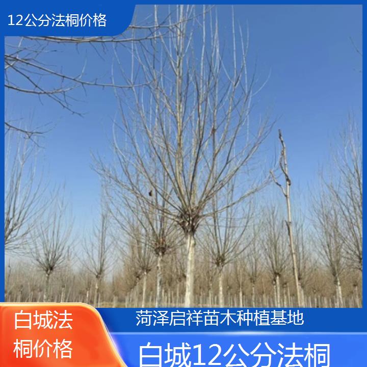 白城12公分法桐价格-2025价格一览表