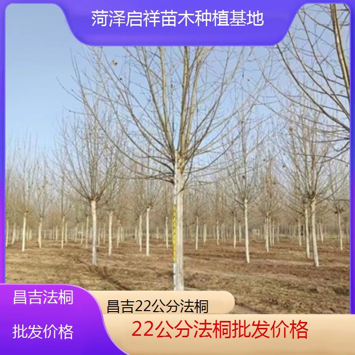 昌吉22公分法桐批发价格-2025价格一览表