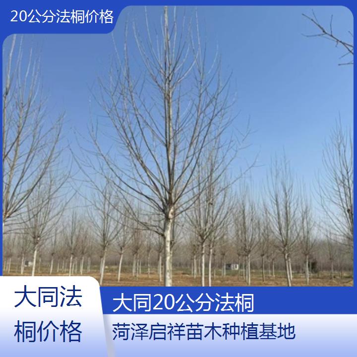 大同20公分法桐价格-2025价格一览表